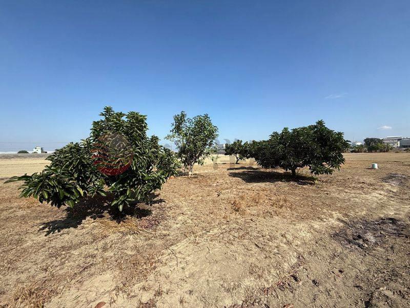 阿蓮近高鐵沙崙站農地,高雄市阿蓮區石案潭段