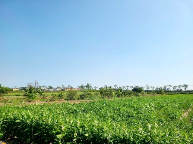佳里優質2分2田,台南市佳里區龍安段