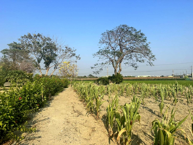 西港綠川廊道旁農地,台南市西港區港東段