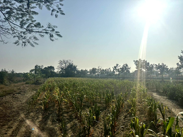西港綠川廊道旁農地,台南市西港區港東段
