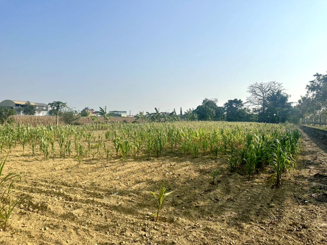 西港綠川廊道旁農地,台南市西港區港東段