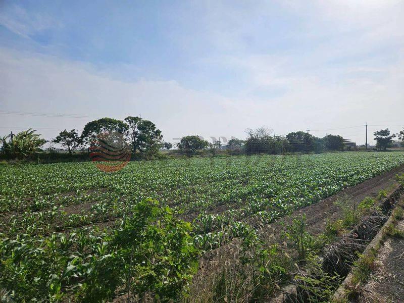 鹽水51米面寬農地,台南市鹽水區番子厝段