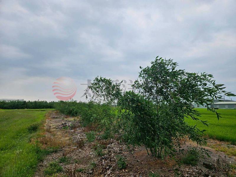 白河近大竹國小農地,台南市白河區海豐厝段